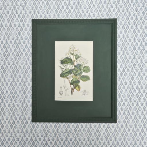 Antique Botanical Print in Ribbon Frame in Beverley