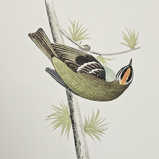 Little birds 4 2.jpg