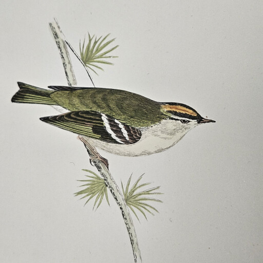 Little birds 4 6.jpg