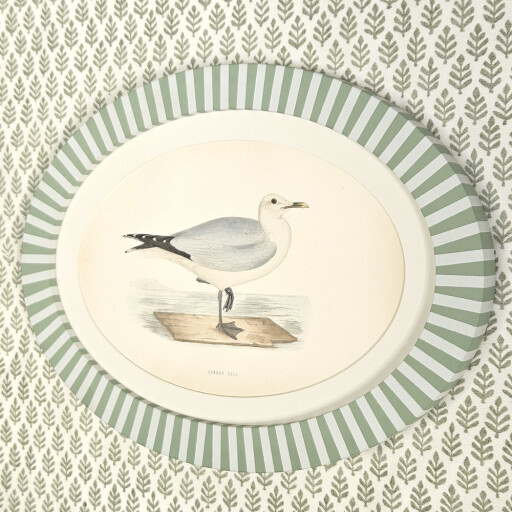 Oval Stripe Gull 2.jpg