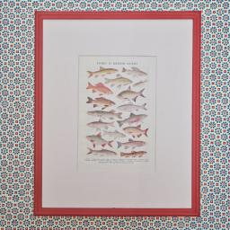 Fishes British Isles 1.jpg