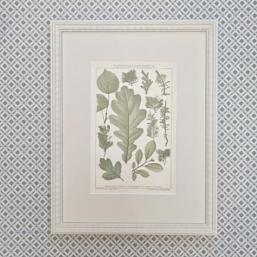 Antique Botanical Print in Ribbon Frame