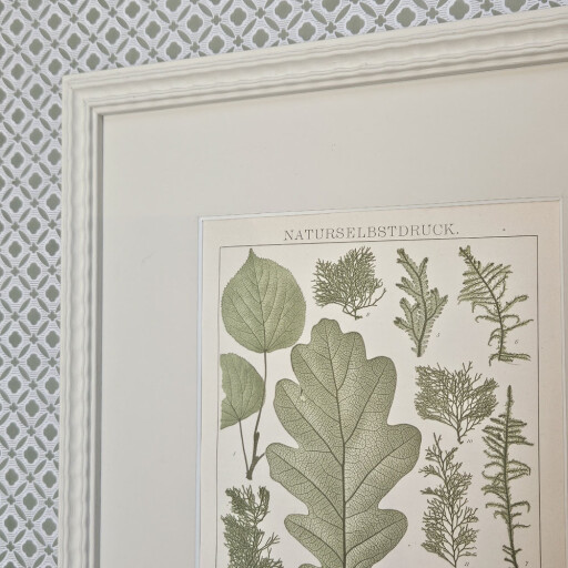 Ribbon Botanical 2.jpg