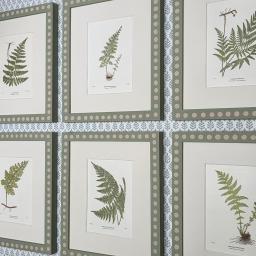 6 Ferns with Spot Frames 2.jpg