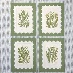 New scallop 4 botanicals 1.jpg