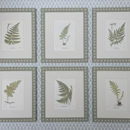 6 Ferns with Spot Frames 1.jpg
