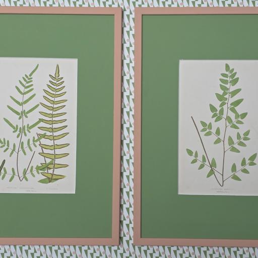 Pair of Antique Fern Prints in Handpainted Mounts and Frames