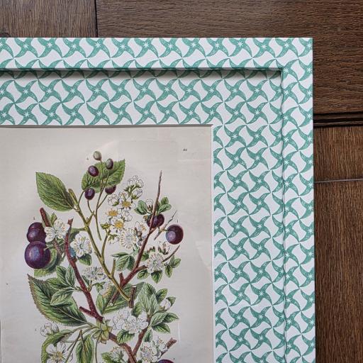Antique Hand Coloured Plum Print in Wrapped Frame