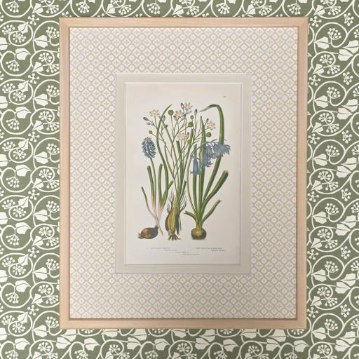 Antique Hand Coloured Botanical Bluebell Print in Decorative Mount