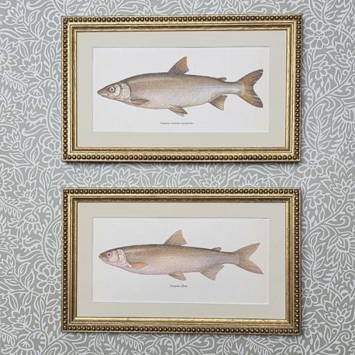 Pair of Antique Fish Prints in Gold Beaded Frames