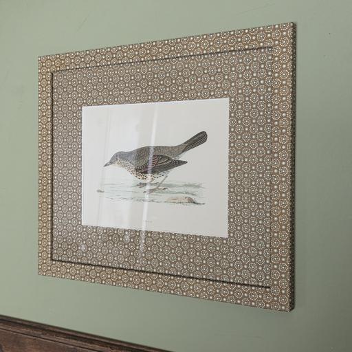 Antique Hand Coloured Bird Print in Wrapped Frame