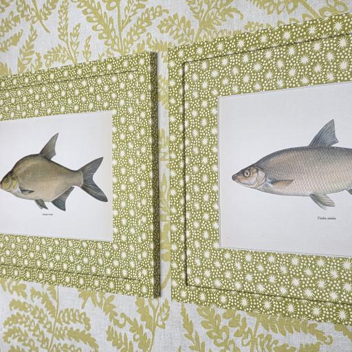 Pair of Antique Fish Prints in Wrapped Frames in Starburst Citrus