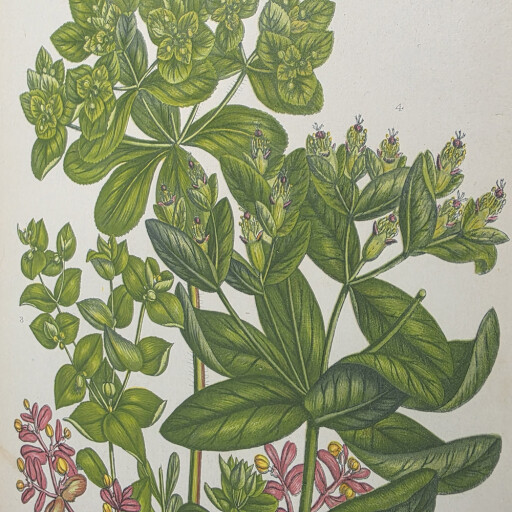 Green Bamboo 3.jpg