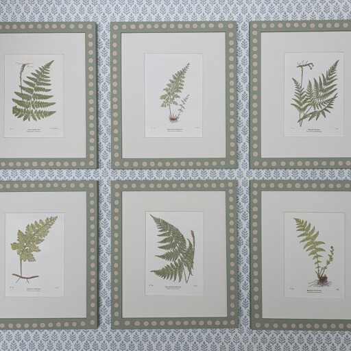 6 Ferns with Spot Frames 1.jpg